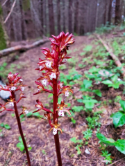 Coral Root Orchid