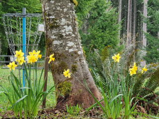 Disc Golf & Daffodils