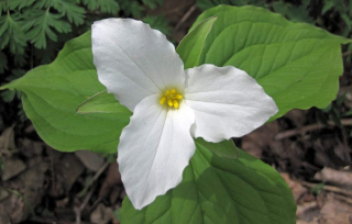 White Trillium