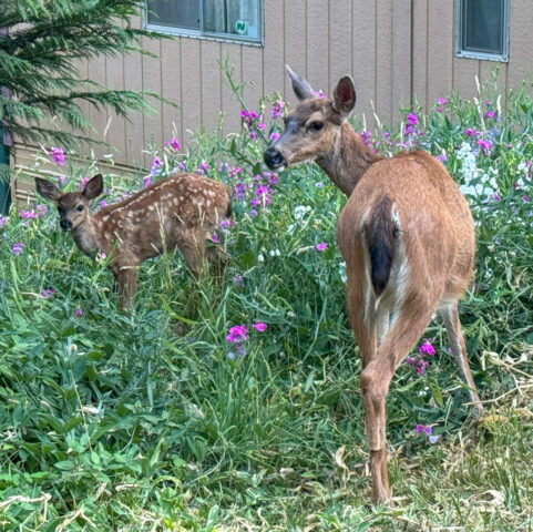 Mother and fawn at MSR