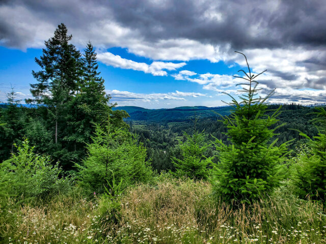 MSR View of Dairy Creek Valley from the sand box