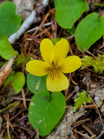 Evergreen Violet along MSR Trails