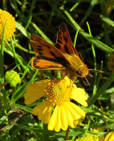 Garden Skipper at MSR Alpine Park