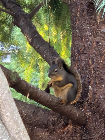 Perched-Squirrel at MSR