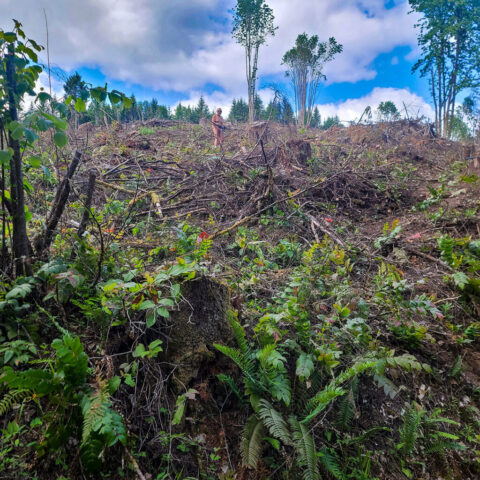 MSR Sasquatch sighting