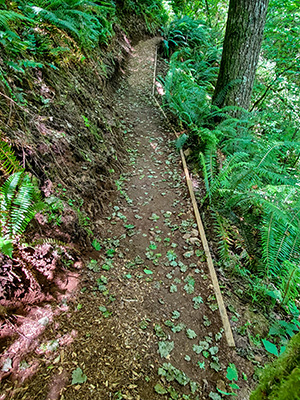 MSR Maple Cove Trail Improvements