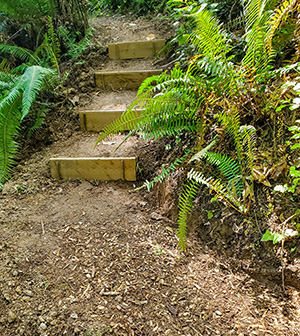 MSR Maple Cove Trail Stairs