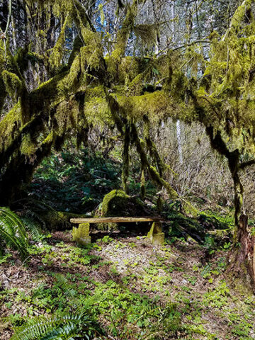 Maple Cove Trail Bench