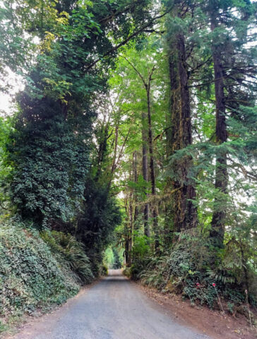 August-Timber-Harvest-Entrance-Before-the-Harvest