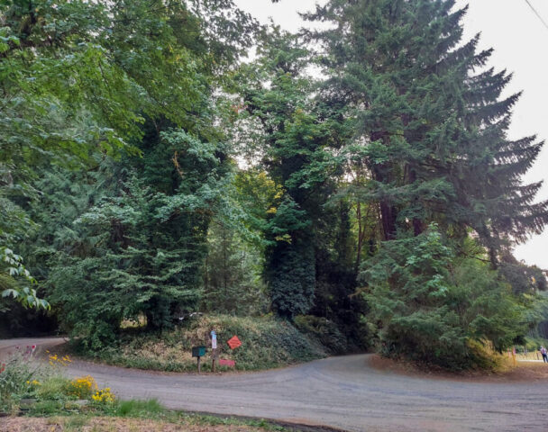 Timber-Harvest-MSR-Entrance-Before-the-Harvest