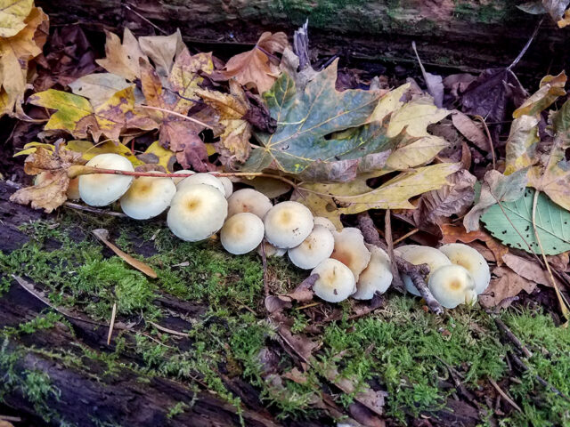 Mushrooms along MSR Maple Cove trail