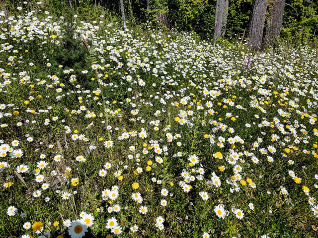 Daisies along MSR Maple Loop Trail