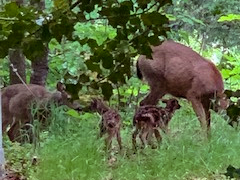 Fawns at MSR