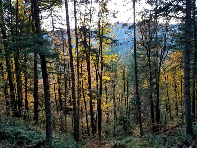 Autumn views while hiking Deer Trail at MSR