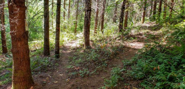 Hiking through the forest at MSR