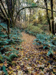 Nature walk along Maple Trail during autumn at MSR