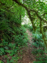 Hiking along the scenic Maple Cove trail at MSR