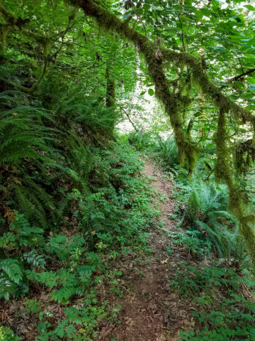 Hiking along the scenic Maple Cove trail at MSR