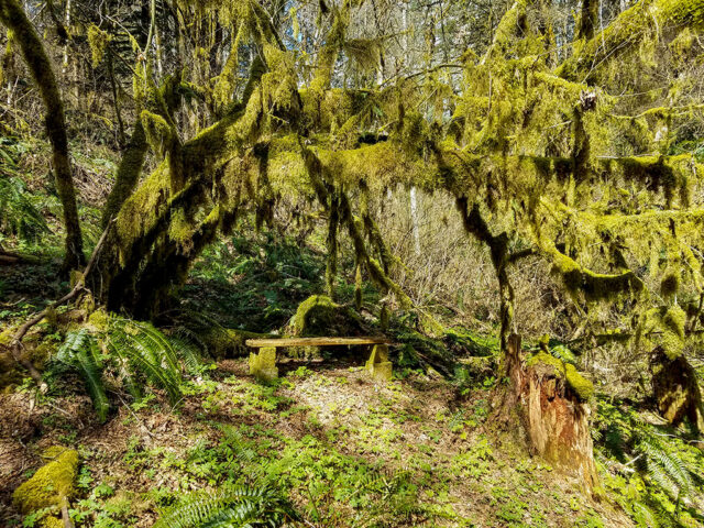 A bench along Maple Cove trail to sit and contemplate while hiking at MSR