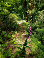 A Spring hike along Maple Cove Trail at MSR