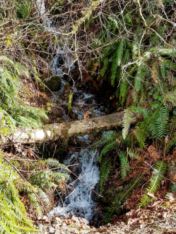 A creek runs along Maple Cove trail