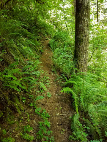 Scenic walking trail at clothing-optional resort in Oregon