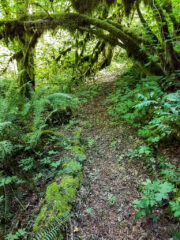 Brilliant Spring moss along the trails at MSR