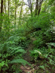 Nature walk along MSR trails