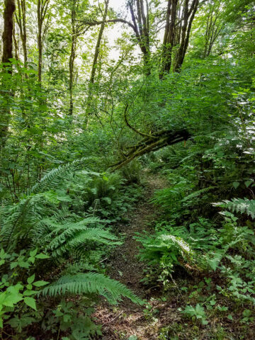 Nature walk along MSR trails