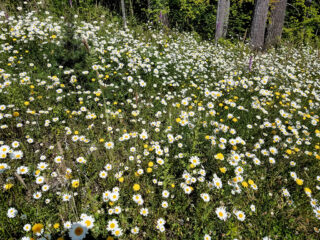 Explosion of daisies along the MSR trails