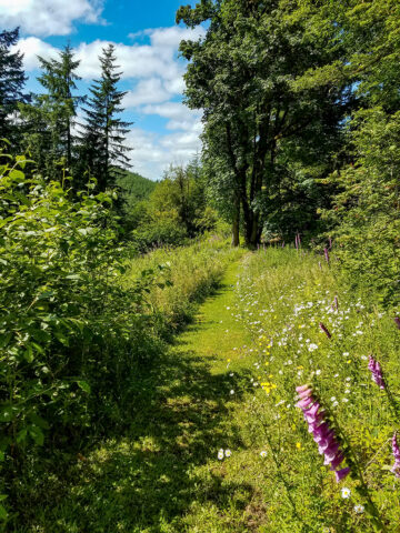 A walk up to the top of Maple Loop trails at MSR