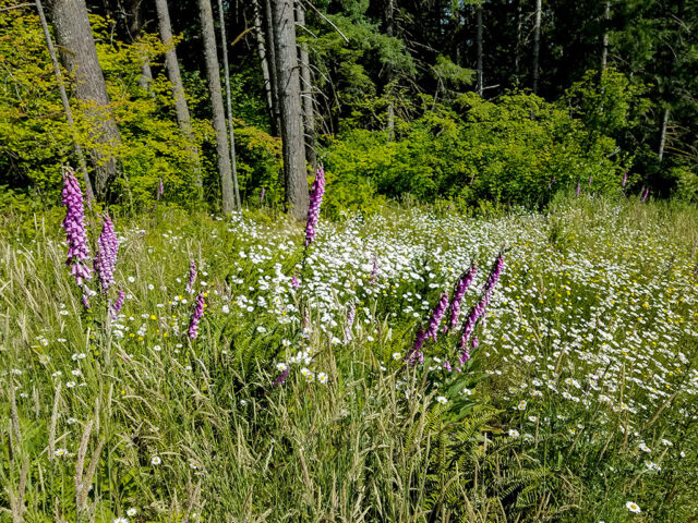 Fox Gloves and daisies along the MSR trails
