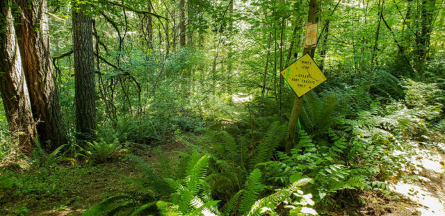 Wooded hiking trail at Mountaindale Sun Resort