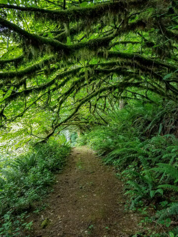 Moss draping over the trails at MSR