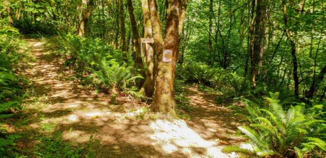 Many paths to take along the trails at MSR