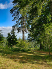 Peace and serenity while enjoying the views along MSR trails