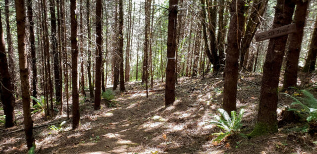 Wooded hiking trail at Mountaindale Sun Resort