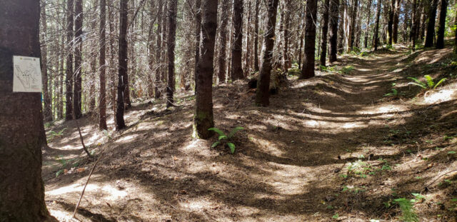 Wooded hiking trail at Mountaindale Sun Resort