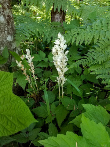 Phantom Orchid found along the trail at MSR